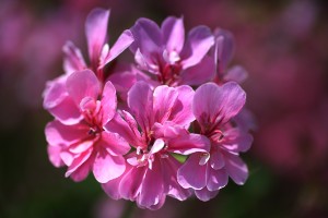 Geranium In Pink